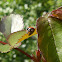 7-spot Ladybird