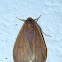 Moth