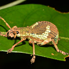 Weevil