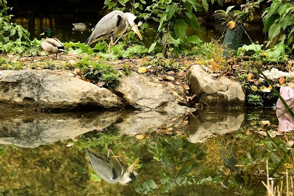 Pulizia del becco di acquario