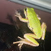 Pacific tree frog