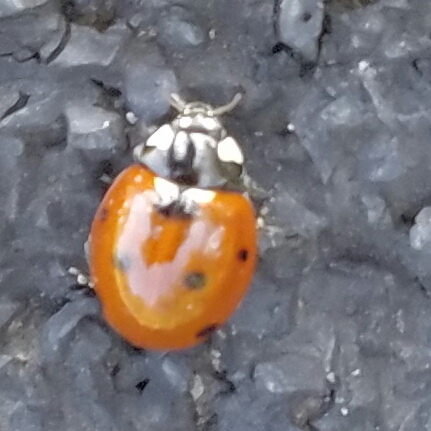 Seven Spotted Ladybug