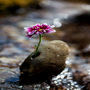 Purple flowers growing from rocks Wallpaper