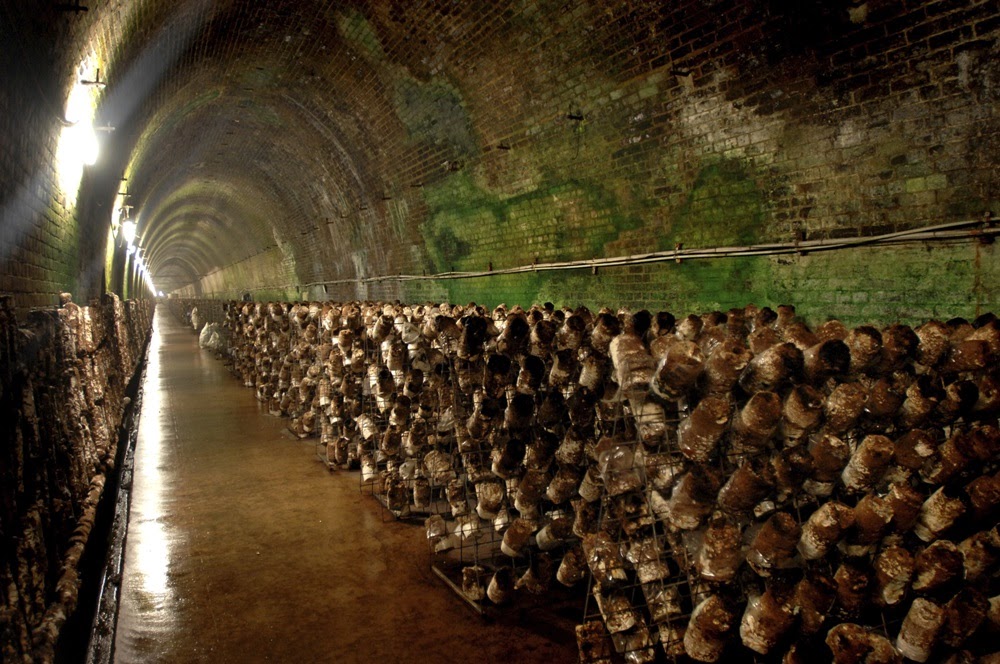 O túnel de cogumelo em Mittagong