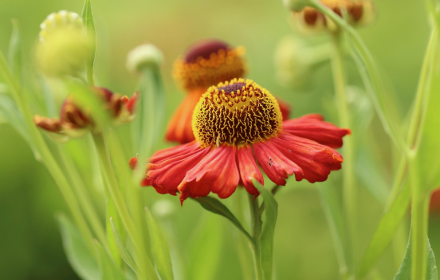 Yellow red flowers small promo image