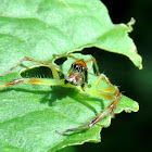 Yellow-lined Epeus Spider