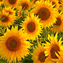 Sunflower Field New Tab Wallpapers