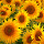 Sunflower Field New Tab Wallpapers