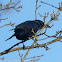 Carrion Crow