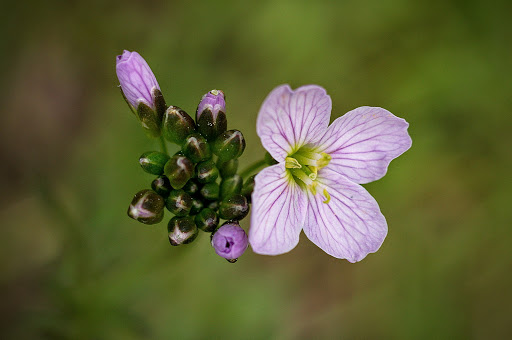 Cardamine pratensis