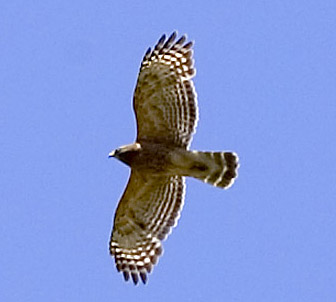 Red-shouldered Hawk