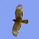 Red-shouldered Hawk