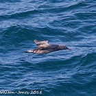 Gannet