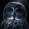 Item logo image for OWL THEME