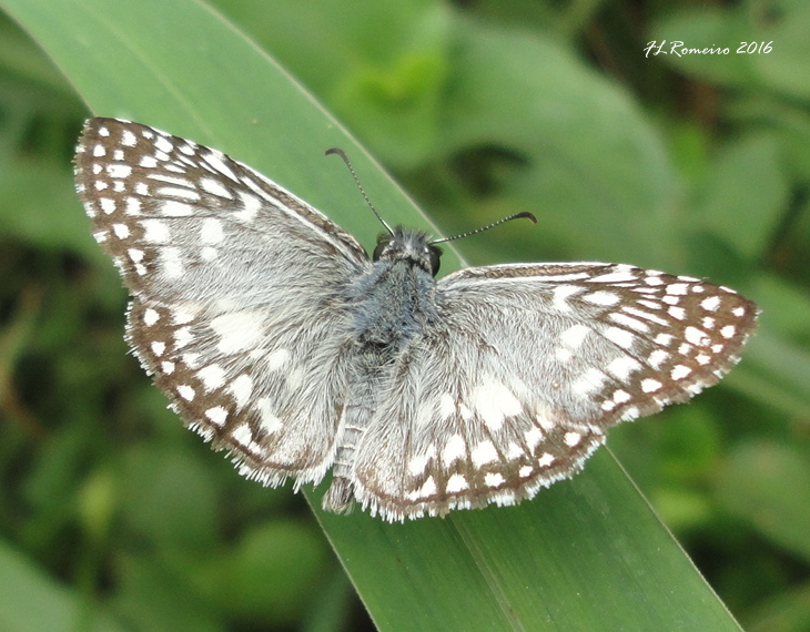 Tropical Checkered Skipper