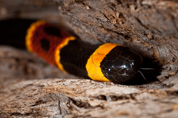 Eastern Coral Snake  National Geographic