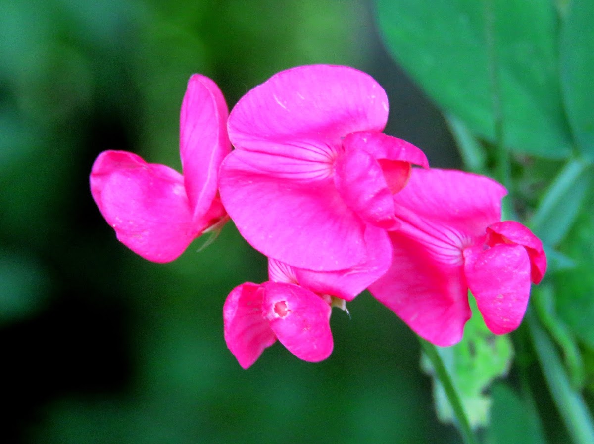 Tuberous Vetchling