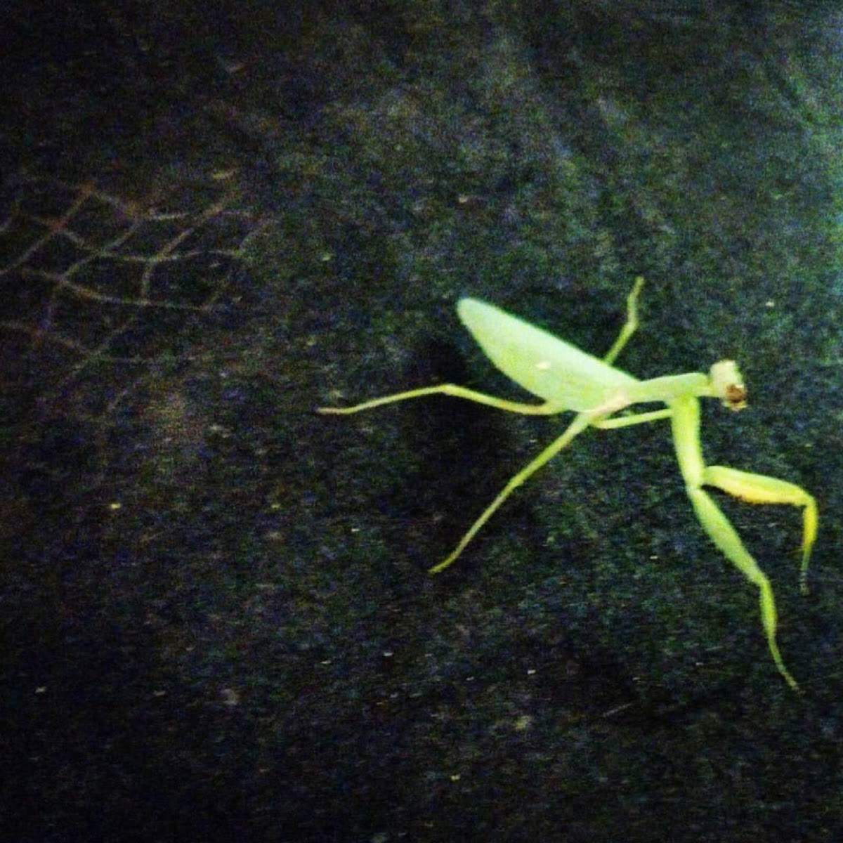 Green praying mantis