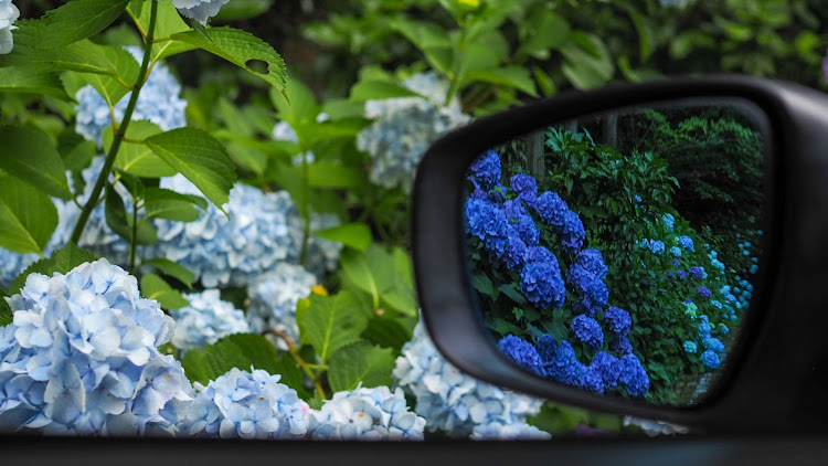アルトワークスの世知原紫陽花ロード・烏帽子岳・カメ活・紫陽花と愛車・カーオーディオ紹介に関するカスタム事例の投稿画像8枚目