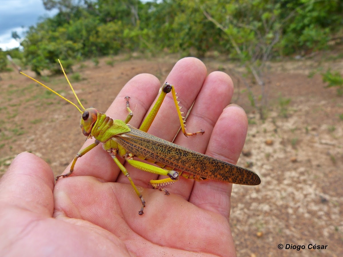 Giant grasshopper