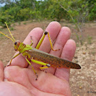 Giant grasshopper