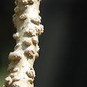 Moringa stem gall