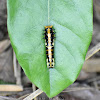 Common Mime Caterpillar