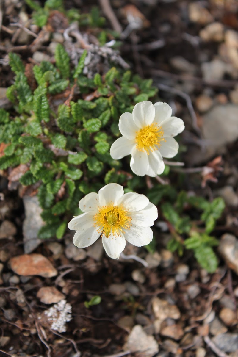 Mountain Avens