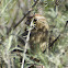 Rufous-crowned Sparrow