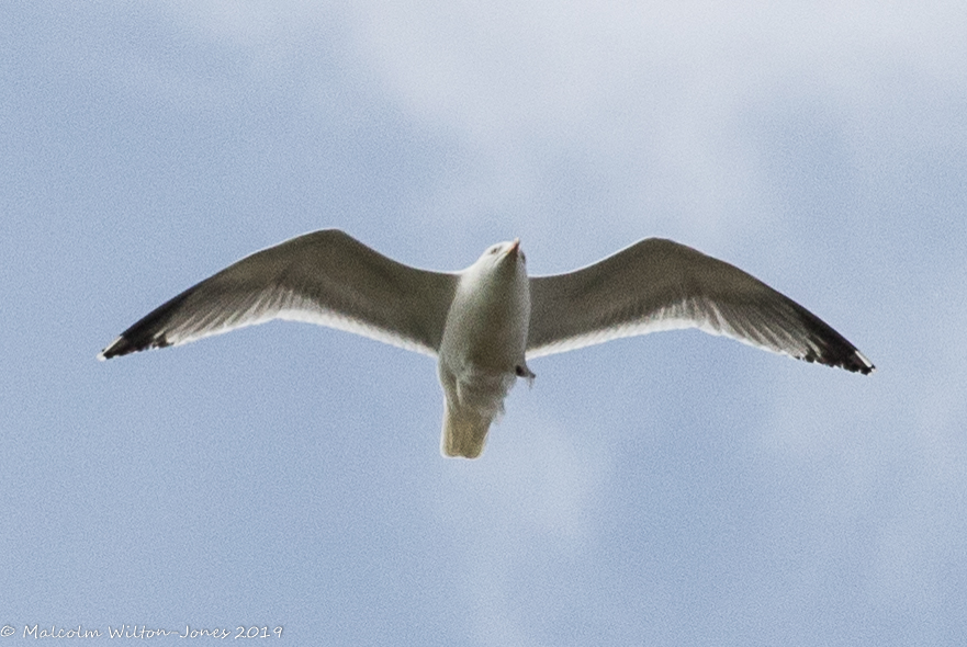 Herring Gull