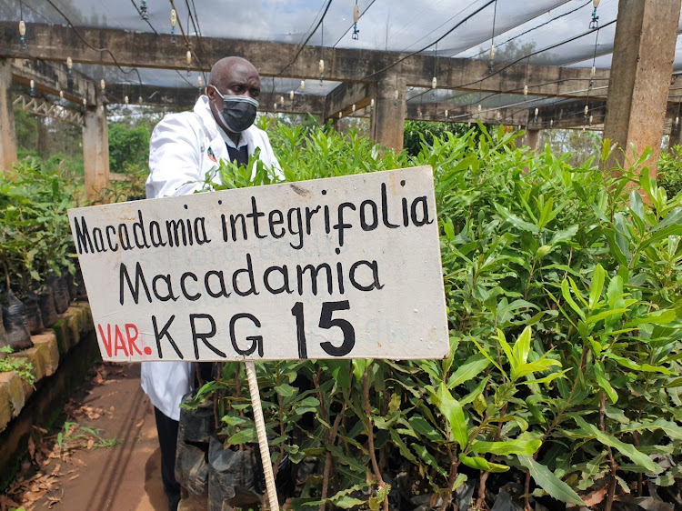 Anthony Nyaga, a lead research scientist at the Kenya Agricultural and Livestock Research Organisation Practical Training Centre in Thika shows one of the four breeds of macadamia in Kenya