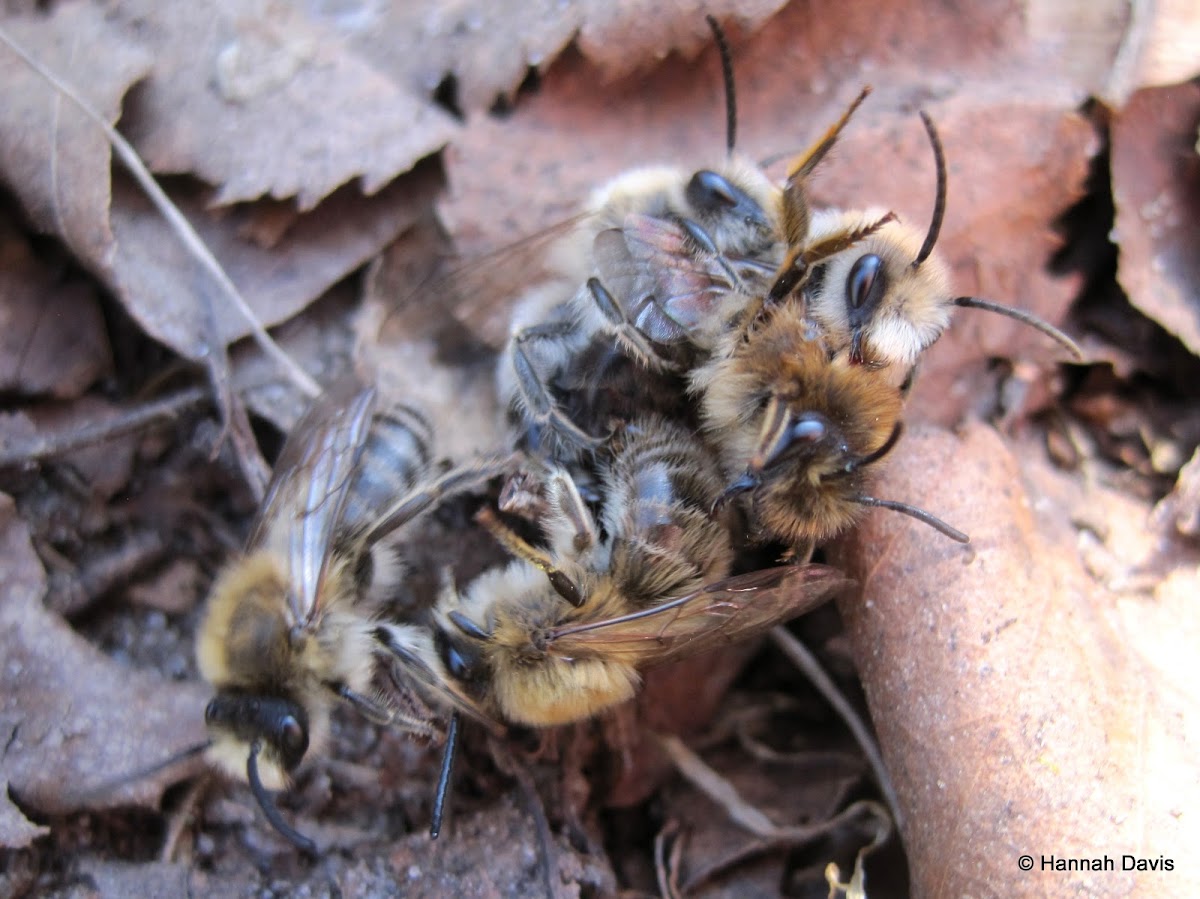 Plasterer bees