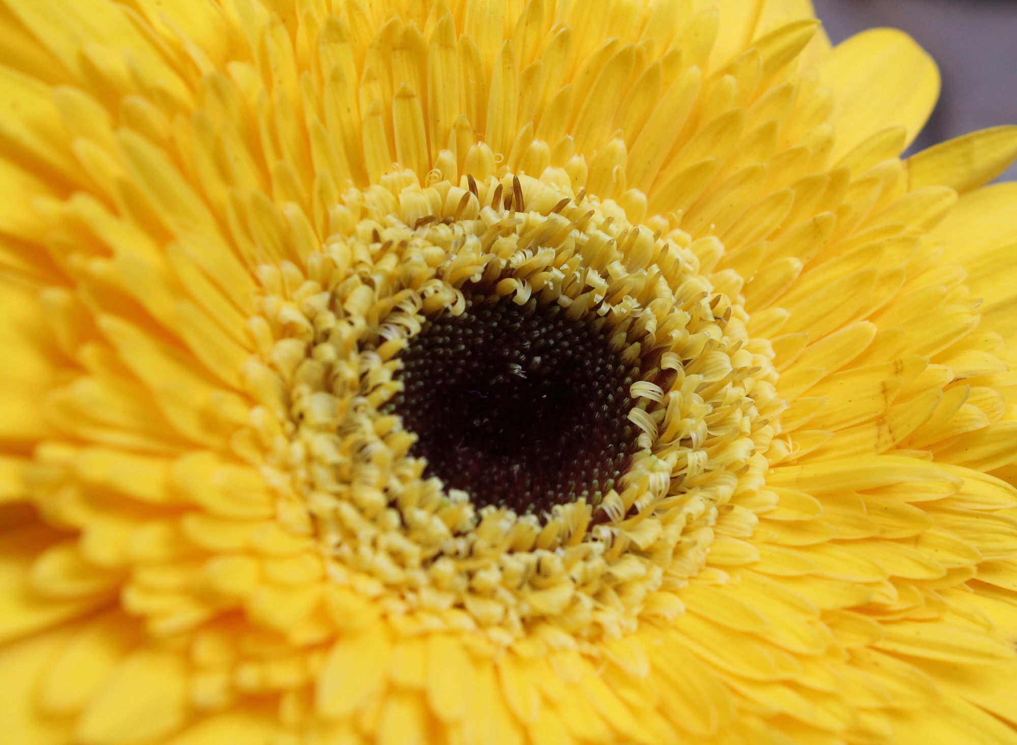 Gerbera. di Federica Patalano