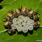 brown marmorated stink bug (BMSB)