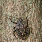 Rough Stink Bug