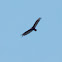 Turkey Vulture