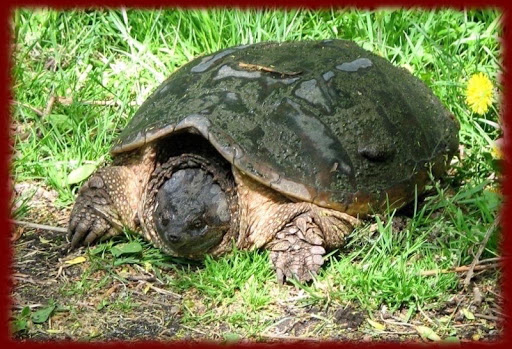 Snapping Turtles wallpapers