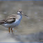 Terek Sandpiper