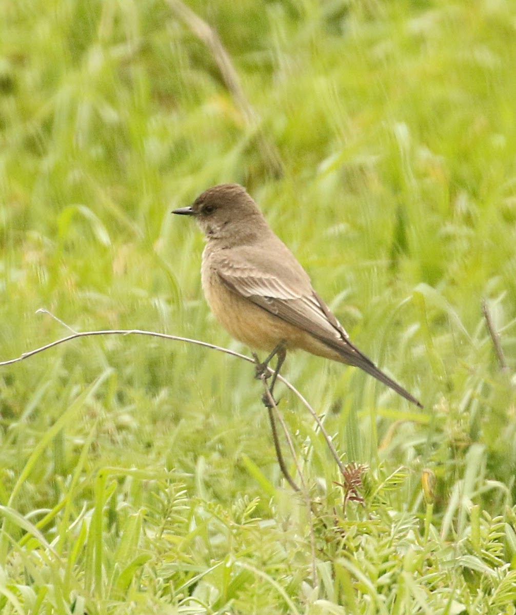 Say's Phoebe