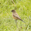 Say's Phoebe