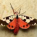 Arctiid moth