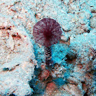 Pink Puff Ball Sponge