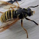 Wasp-like tigerfly