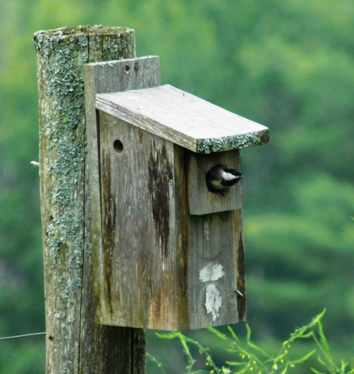 Black-capped Chickadee