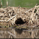 Muskrat Lodge