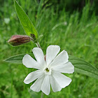 White Campion