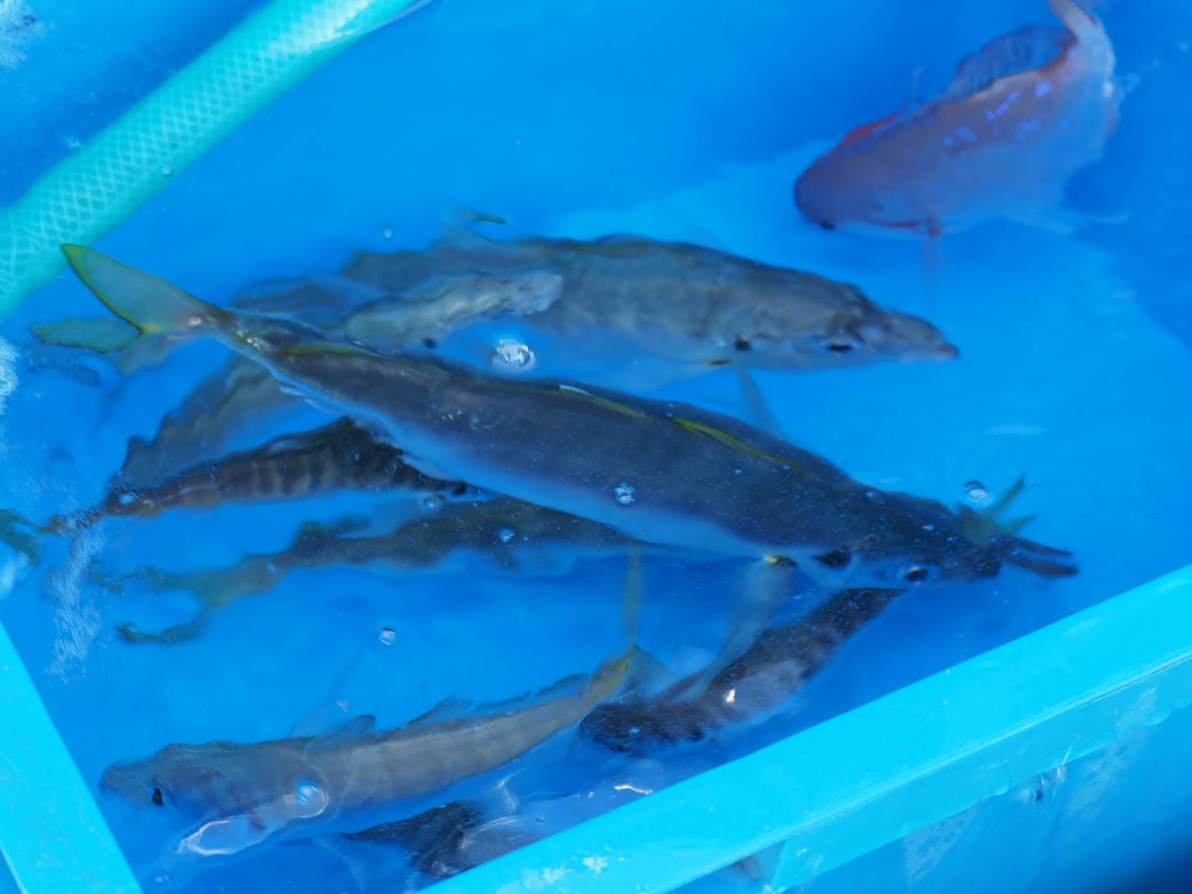 泳がせ釣りの餌のアジ