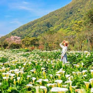 苗榜海芋園