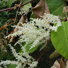 Japanese Knotweed