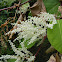 Japanese Knotweed